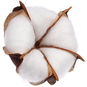 Цветок хлопка Cotton, белый фото 