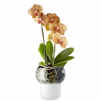 Горшок для орхидеи с функцией самополива Orchid Pot, малый, белый фото 