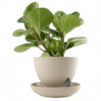 Горшок для растений Flowerpot, с блюдцем, коричневый фото 