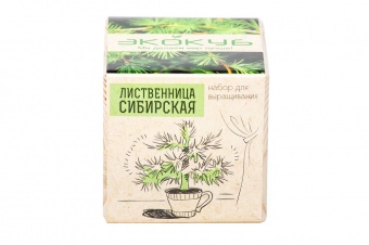 Набор для выращивания «Экокуб», лиственница сибирская фото 