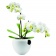 Горшок для орхидеи Orchid Pot, белый фото 2